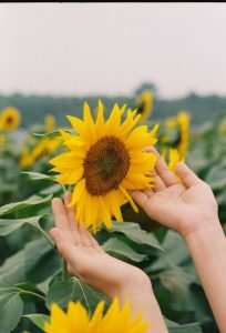 Woman Holding Sunflower